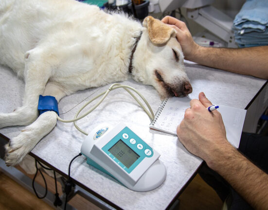 Veterinarinių vaistų komiteto (CVMP) susitikimo svarbiausi aspektai, 2025 m. liepos 15–17 d.