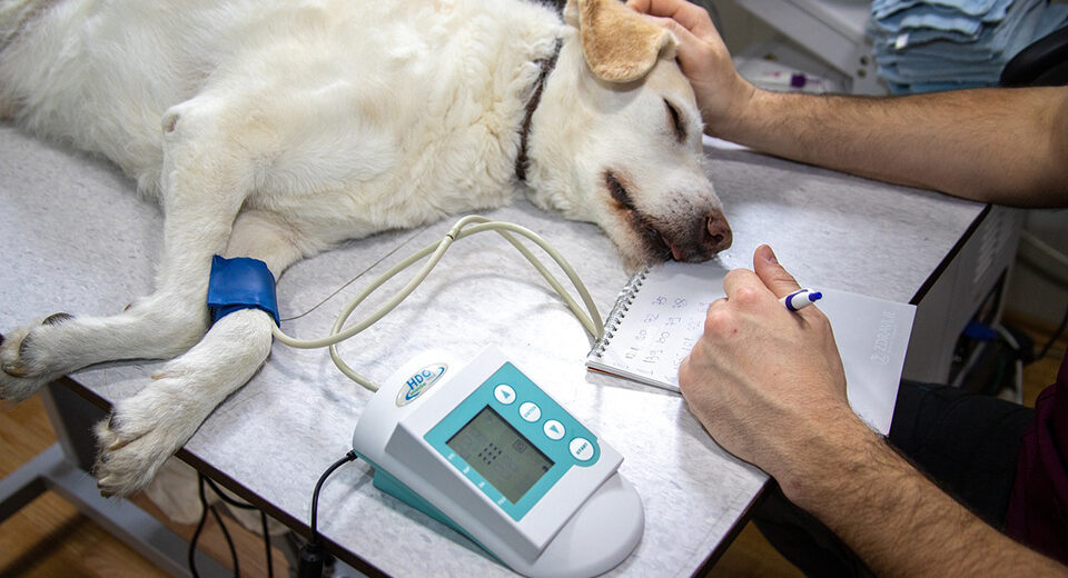 Veterinarinių vaistų komiteto (CVMP) susitikimo svarbiausi aspektai, 2025 m. liepos 15–17 d.