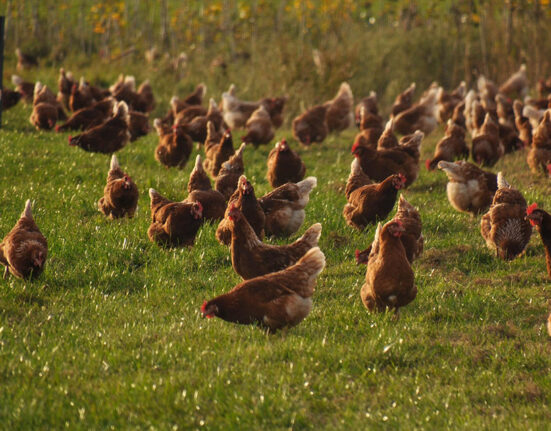 #NoBirdFlu: aiški komunikacija dėl geresnės biosaugos
