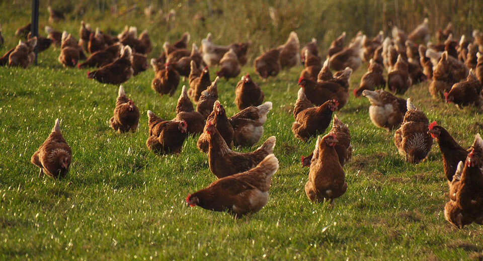 #NoBirdFlu: aiški komunikacija dėl geresnės biosaugos