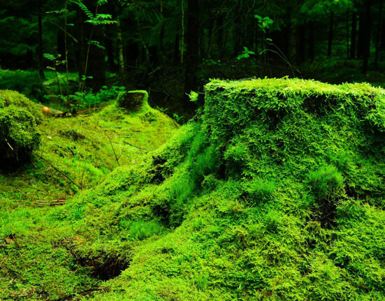 Biodiversa+ pradeda naują kvietimą dėl ekosistemų atkūrimo tyrimų