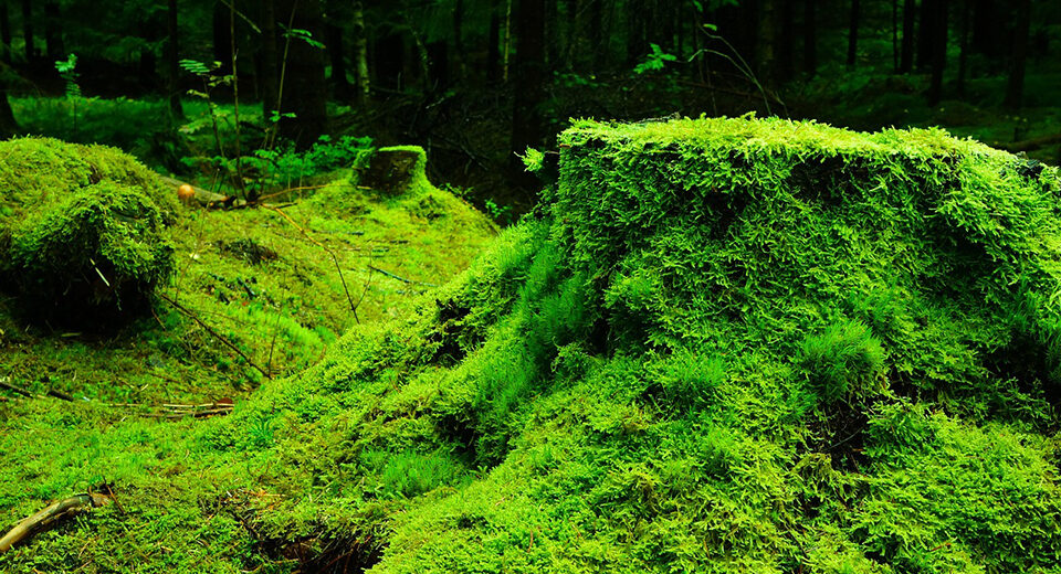 Biodiversa+ pradeda naują kvietimą dėl ekosistemų atkūrimo tyrimų