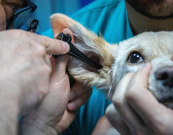 EMA veterinarinių vaistų komitetas: nauji vaistai, vakcinos ir saugos atnaujinimai
