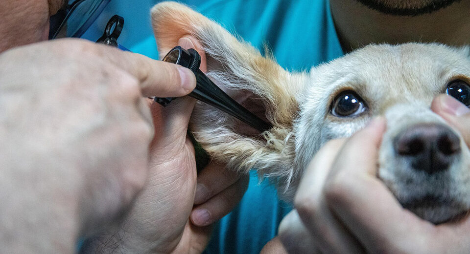 EMA veterinarinių vaistų komitetas: nauji vaistai, vakcinos ir saugos atnaujinimai