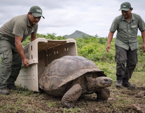 Milžiniški Galapagų vėžliai sugrįžo į Floreanos salą po beveik 200 metų