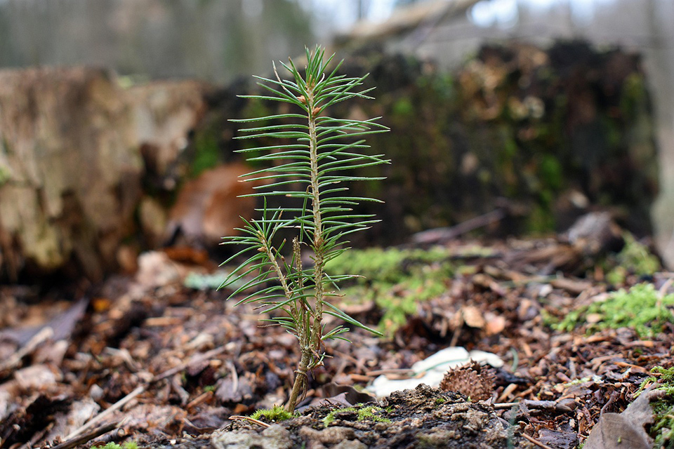ES Taryba patvirtino naujas taisykles miškų atkūrimui ir sėklų sektoriui stiprinti