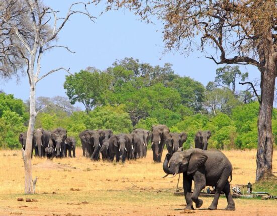 JAV milijonierius medžiotojas žuvo Afrikoje – jį sutrypė drambliai