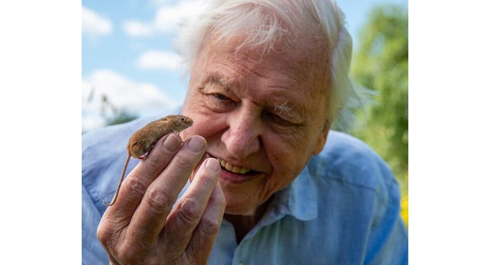 Gamtos dokumentikos legenda Davidas Attenborough atšventė 100 metų jubiliejų